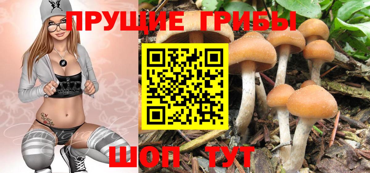 Галлюциногенные грибы Psilocybe  Вход с VPN  Георгиевск 